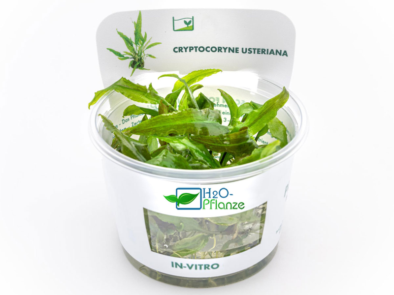 Preview: Usteris Wasserkelch - Cryptocoryne usteriana in vitro